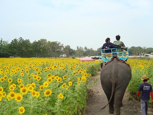 ของขวัญวันพ่อ