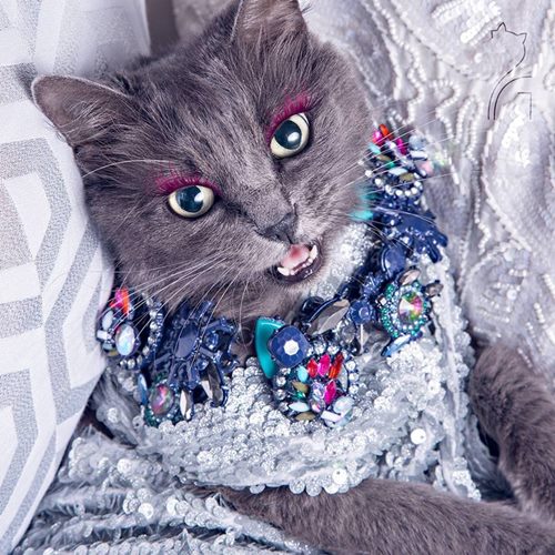 Pitzush Puss In Glam