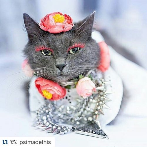 Pitzush Puss In Glam