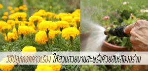 วิธีปลูกดอกดาวเรือง ให้สวนสวยบานสะพรั่งด้วยสีเหลืองอร่าม