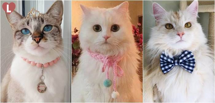 20 ปลอกคอนายท่าน สำหรับทาสแมว!